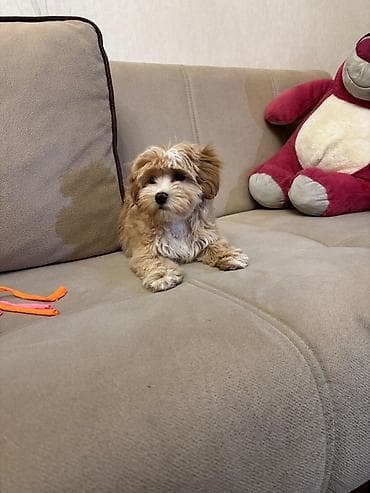 maltese bichon qiymeti: Pudel, 3 ay, Dişi — 3