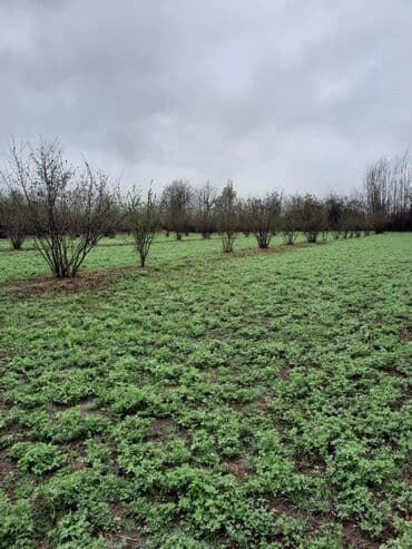 Kənd təsərrüfatı, Mülkiyyətçi lalafo.az -da Kənd təsərrüfatı, Mülkiyyətçi