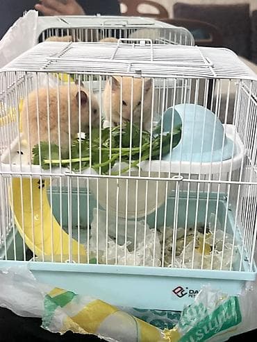 Heyvanlar: Hamsterlər və qəfəs dəsti Məhsul təsviri: - İki ədəd açıq-bej rəngli — 2