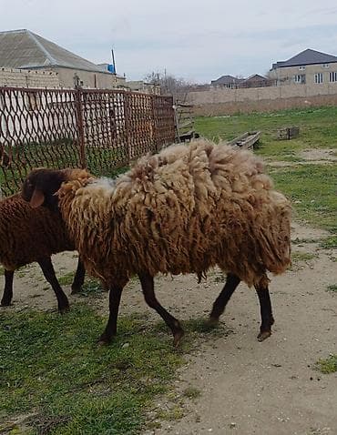 Erkək, il: 2, 80 kq, Ətlik, Ünvandan götürmə