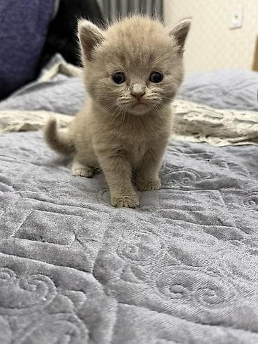 pişim: Britan — 1