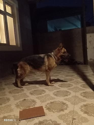 pidbul iti: Alman çoban iti, 2 il, Dişi, Ünvandan götürmə — 1