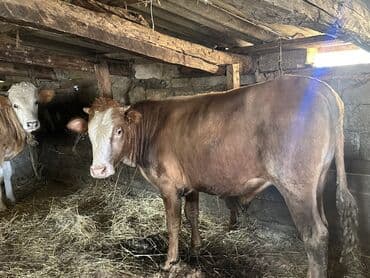 heyvan bazari inekler: Əlaqə Vp — 8