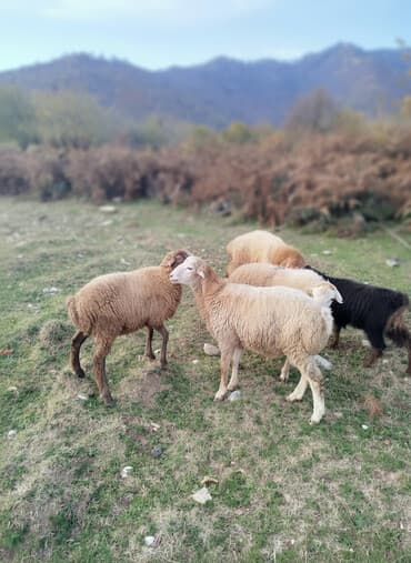 ucuz pitbul: QİYMƏT RAZILAŞMA YOLU İLƏ. Qoyun sürüsü – yerli ətlik/quyruqlu tip — 1