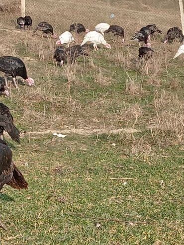arı şəkilləri: Məhsul: Hinduşka sürüsü Təsvir: - Şəkillərdə müxtəlif rənglərdə — 15