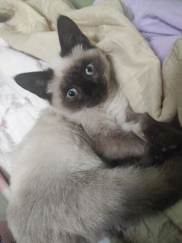 pişim: Siam, Erkək, Ünvandan götürmə — 6