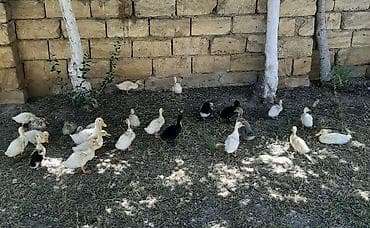 Məhsul: pekin ördək balaları (qarışıq rəngli) Təsvir: - Təsvirlərdə