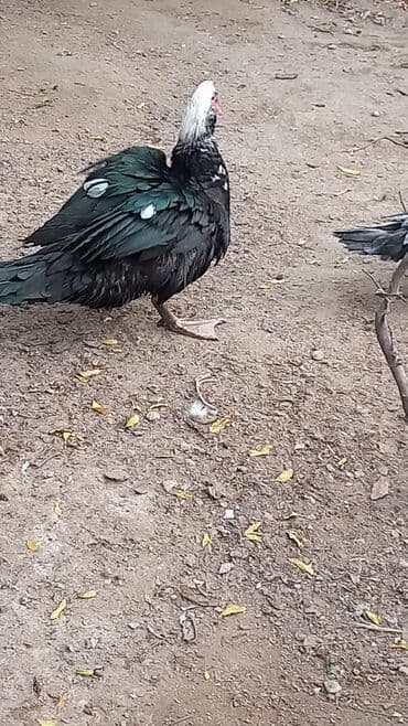 Muşkovi ördəklər (indoutka) – müxtəlif rənglərdə Məhsul təsviri: - lalafo.az -da — 7 Muşkovi ördəklər (indoutka) – müxtəlif rənglərdə Məhsul təsviri: - — 7