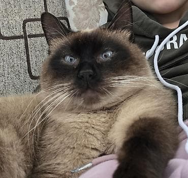 Siam, Erkək, Cütləşmə üçün