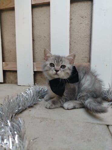 inək satılır binə: 2aylıq erkək oynağan bala. quru yaş yem yeyir. Qum tərbiyəsi var — 2