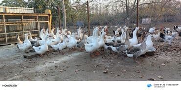 ordek nece gune bala cixarir: Satışda: təsərrüfatda yetişdirilən qaz sürüsü - Cinslər: ağ — 1