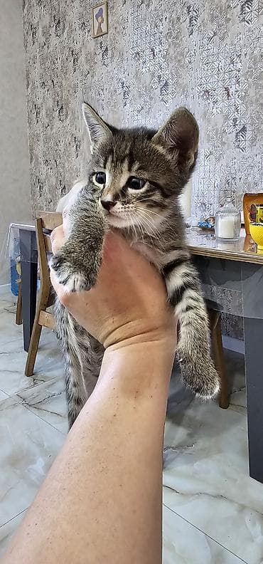 pekines balası: Yaxşı əllərə — 2