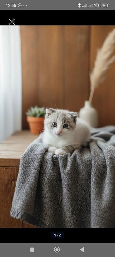 məhşur pişik adları: Erkək, Yaxşı əllərə — 4