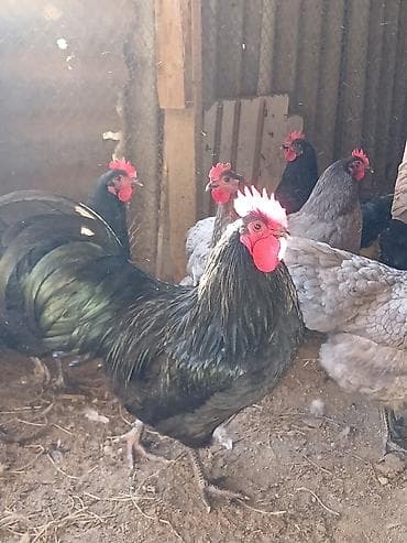Heyvanlar: Australorp yumurtası çox istəyənə endirim olunur.
0705932535 — 3