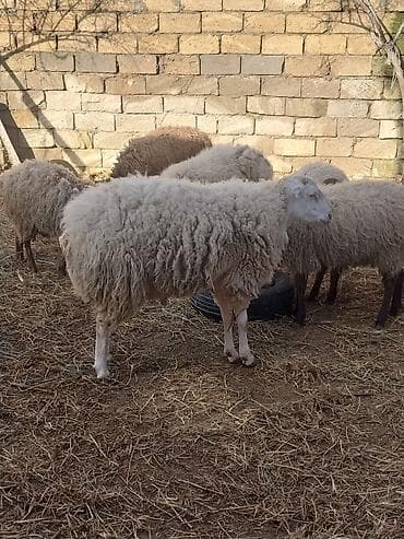 Quzu: 400 manatda 750 manata kimi var komda satılır ümumi 27 baş heyvandı — 5