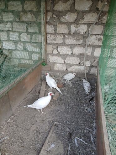 gence toyuq cuce: Digər quşlar — 1