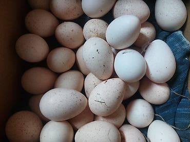 heyratı yumurta: Təbii kənd yumurtası - Tərkib: sərbəst gəzən toyuqlardan toplanmış — 1