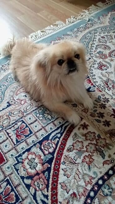 it evləri: Pekines, 2 il, Erkek, Sənədli, Pulsuz çatdırılma — 1