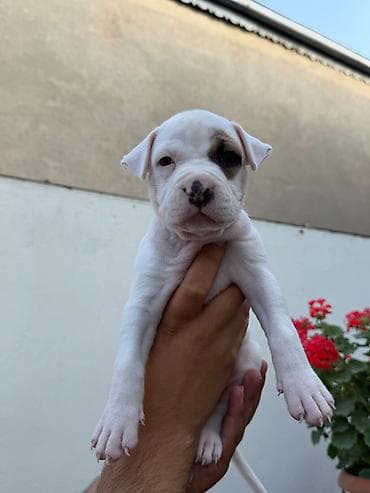 İtlər: Pitbul, 1 ay, Peyvəndli — 5