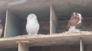 Aş qazanı: Salam Yakabinler tecli satlir raynda diye baxa bilmirem ucuz verem — 9