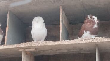 ingilis setteri it cinsinin adi: Salam adi yakabindi 5denedir 2sin 50manata verirem 3erkey 2disi qalib — 2