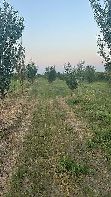 Daşınmaz əmlak: Kənd təsərrüfatı, Kupça (Çıxarış) — 3