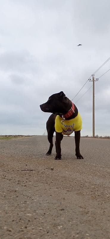 pitbular: Pitbul, 3 il, Dişi, Peyvəndli — 2