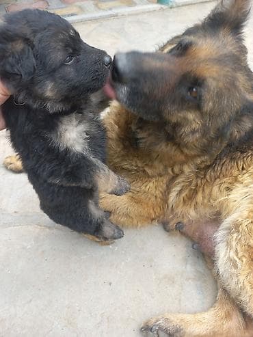 satılan itlər: Alman çoban iti, 1 ay, Erkek, Peyvəndli, Rayonlara çatdırılma — 2