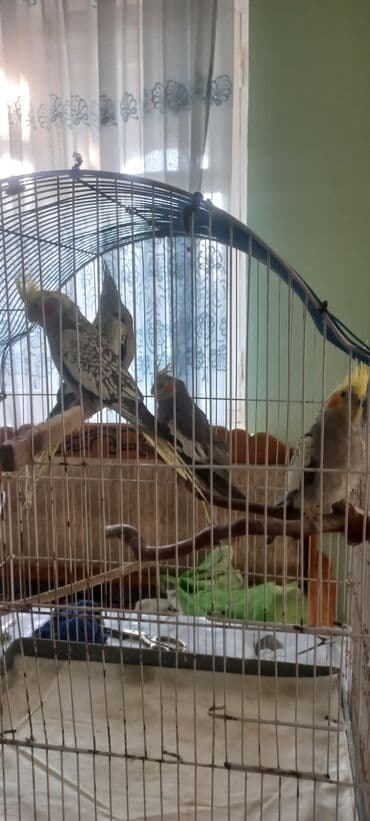 əbabil quşu satılır: Salam.Tam saglam 8ayliq. 4 eded var Isteyen buyursun cutunu alana — 6