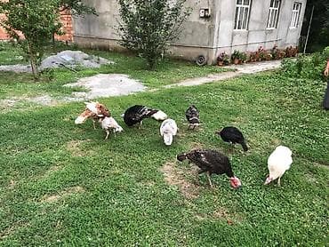 Индюшки: Yerli Hinduşka satılır 5 dənə 4 xoruz 1 fərə .Bir illikdilər saxlamaq — 4