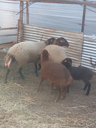 qoyunlar quzular: Dişi, Qala, il: 1, 50 kq, Damazlıq, Ünvandan götürmə — 4
