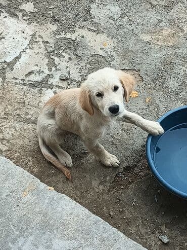 ретривер бишкек: Ретривер — 4