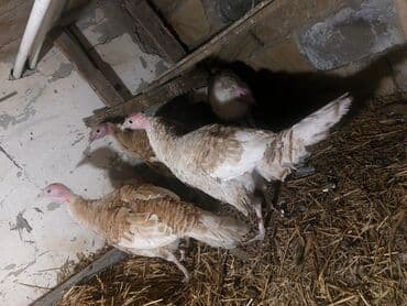 Salam QIYMET SONDUR qiymete gire zeng ekeme 4 eddeddir cins