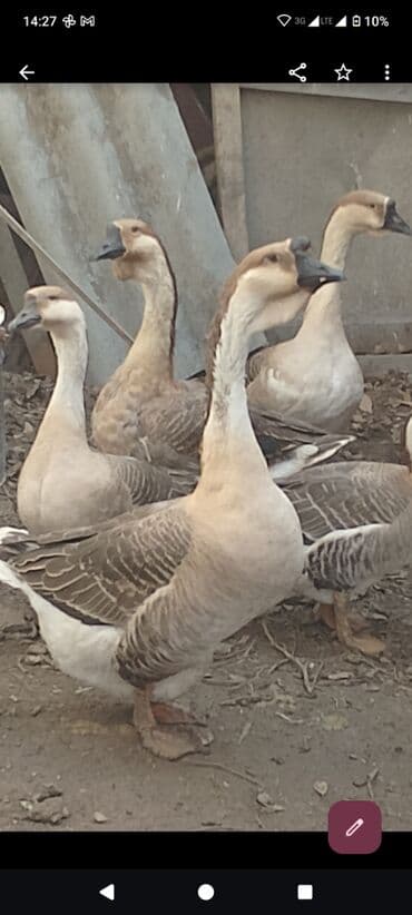 sort qazlar: Arginal afrika qazları Bu sort damazlıq qazlar 60-90 arsı yumurta — 2