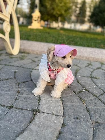 it ucun: Pudel, 3 ay, Dişi, Peyvəndli — 1