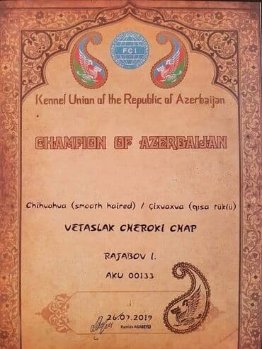 сколько стоит собака чихуахуа: Çixuahua, 7 il, Erkek, Cütləşmə üçün — 5