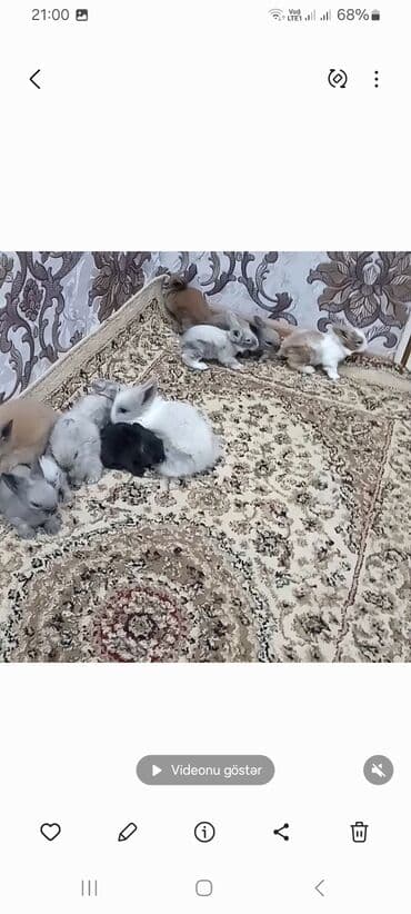 Heyvanlar üçün mallar: Miniatür dovşan balaları – müxtəlif rəng və naxışlarda 1ededi 6 m - — 5