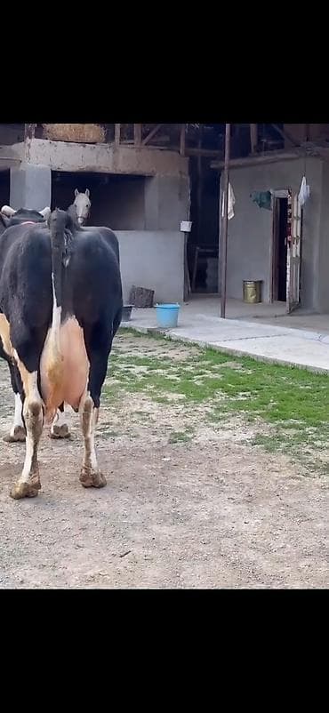 qara mal: Südlük inək və balası - Cins: qara‑ağ (Holştin tipli) süd istiqamətli — 9