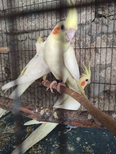 hazır inşalar: Korella ayağlari üzüklü seçmə quşlardi hazir quşlar cute hazir Balada — 6