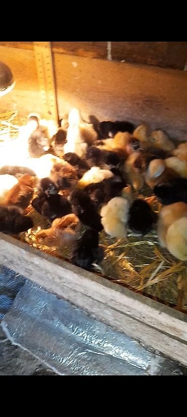 qus sesleri: Toyuq cücələri, Ətlik, Ünvandan götürmə — 4