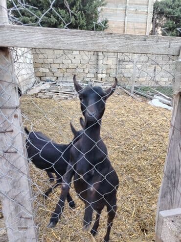 en cox sud veren inekler: Salam hər kəsə. 4 İspan sortu mursiyano və 1 erkək hələb satılır — 8