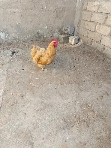 sort toyuqlar: Toyuq, Orpington, Damazlıq, Ödənişli çatdırılma — 1