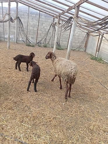 alman qurdu it: Dişi, Qala, il: 1, 50 kq, Damazlıq, Ünvandan götürmə — 7