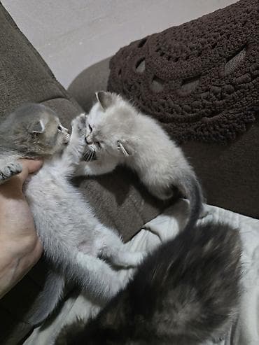 pisik pulsuz: Şotland — 4