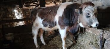 cins inekler azerbaycanda: Satışda – ətli istiqamətdə saxlanılan cavan buğa. Xüsusiyyətlər: - — 3