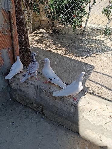 quş şekilleri: İki cüt quşdu normal uçan cavan quşlardı. Əlavə sözü olan zəng edə və — 1