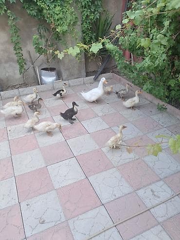 Ördəklər satlır kom alana endirim olacaq