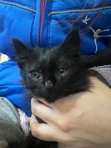 Akvarium aksessuar və ləvazimatları: Yaxşı əllərə — 4