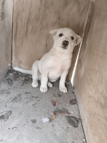 bakida at bazari: Ana it 20 AZN balaların 1ədədi 40 AZN ciddi alıcılara endirim olunacaq — 4