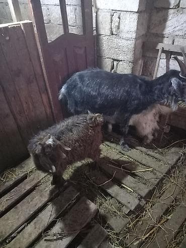 cepis sekilleri: Tek bala keci satilir tam saqlam iri 7-8 kilo diri cekisi olan — 1